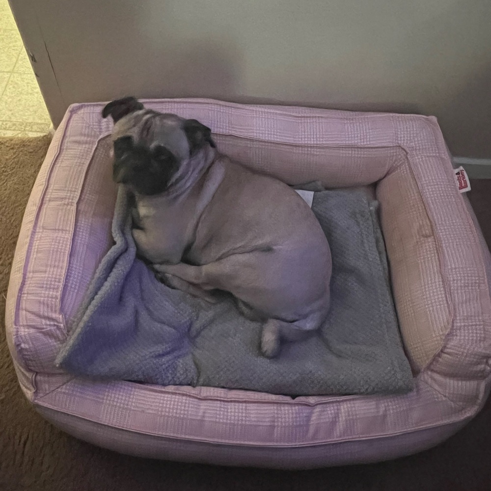 Dog bed - Picture 2 of 2